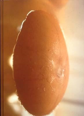 GABRIEL OROZCO | 9788480262545